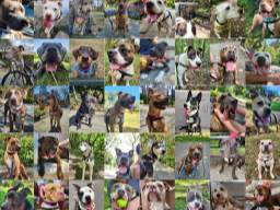 ACC BoroughBreaks